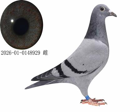 ����˹����ǽ���929
