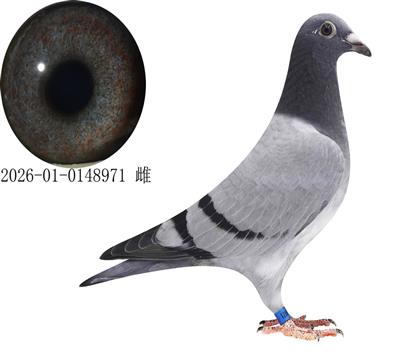 ���ݻԻ;���19��������Ů