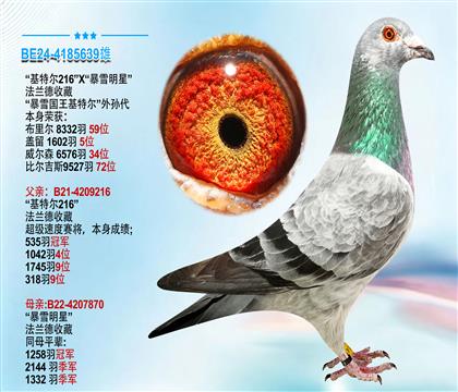法兰德收藏“暴雪国王基特尔”外孙代 本身荣获1602羽5位