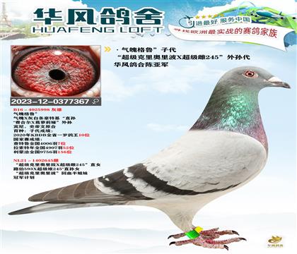 华风鸽舍陈亚军”超级克里奥里波X超级雌245“外孙代