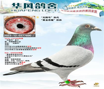 华风鸽舍作出“无限号”孙代 当时3.3W引进
