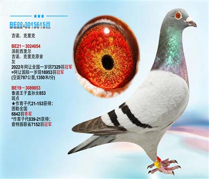 吉诺.克里克原舍 本身荣获8492羽24位