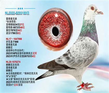 雷德曼兄弟大铭鸽“好花直子988”作出