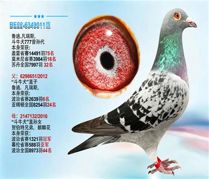 鲁迪.凡瑞斯“斗牛犬777曾孙代”