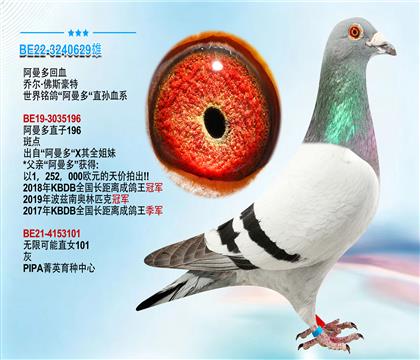 乔尔·佛斯豪特 世界铭鸽“阿曼多”直孙血系
