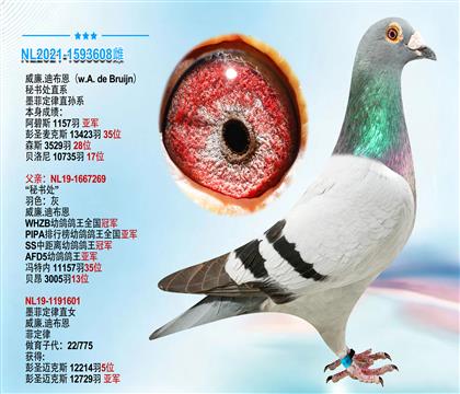 威廉.迪布恩原舍“秘书处直系” 1157羽亚军