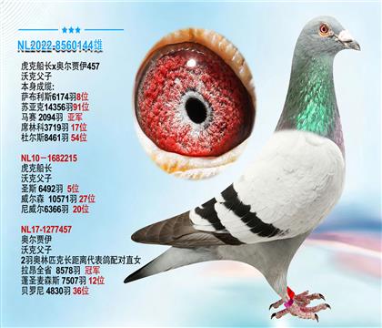 沃克父子原舍“虎克船长X奥尔贾伊457”作育