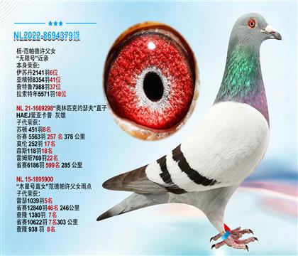杨.范帕德许父女”无限号“近亲 本身荣获2141羽6位
