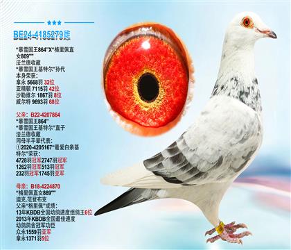 ”暴雪国王864X格里佩直女869“ 暴雪国王基特尔孙代