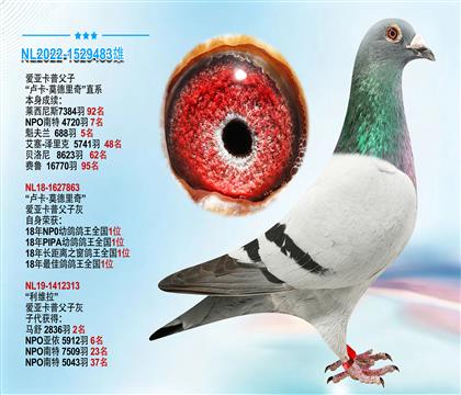 爱亚卡普父子“卢卡·莫德里奇”直系