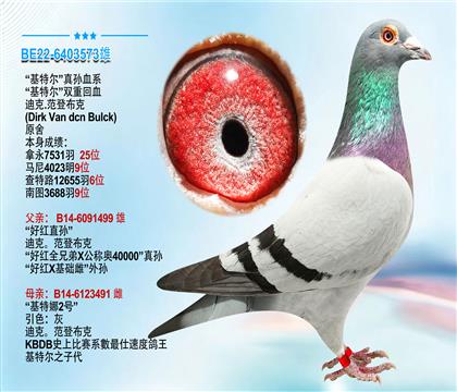 迪克.范登布克原舍“基特尔”直孙血系 有视频