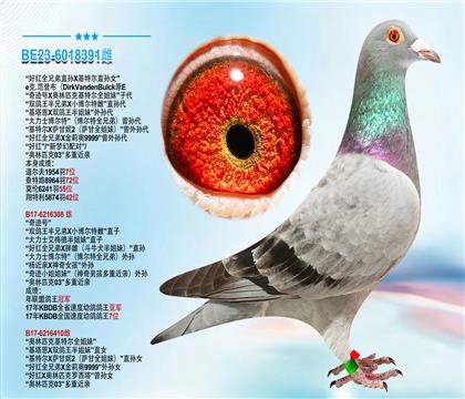 迪克.范登布克原舍”好红全兄弟直孙X基特尔孙女“ 有视频