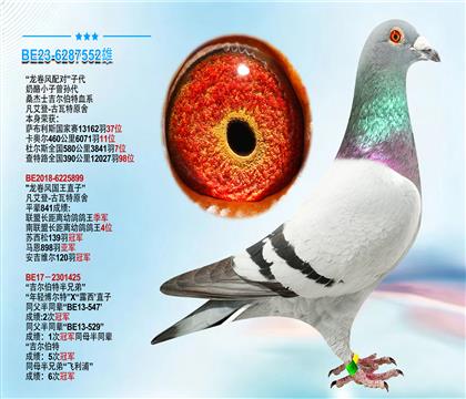 凡艾登-古瓦特原舍“龙卷风配对”子代