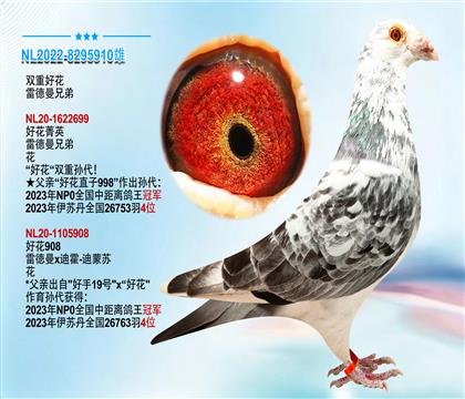 雷德曼兄弟“双重好花”本身成绩2002羽6位
