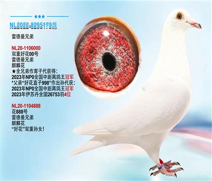 雷德曼兄弟铭鸽“好花直子998”孙代