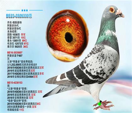 乔尔·佛斯豪特“阿曼多孙代”本身成绩1038羽季军