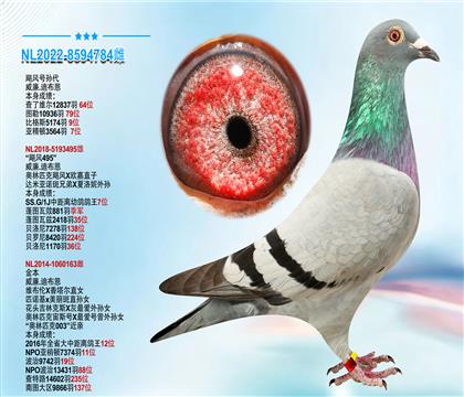 威廉.迪布恩”飓风号孙代“ 本身成绩3564羽7位
