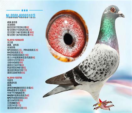 威廉.迪布恩原舍“天王星X凤凰号” 本身荣获3917羽8位