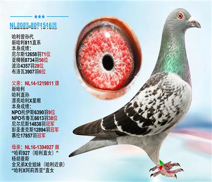 杨.胡曼斯原舍“哈利曾孙代”“新哈利811直系”