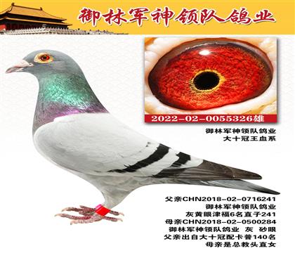 御林军神领队鸽业 “大十冠血系”作出