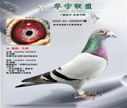 世界大铭鸽 秘书处 直孙X大奔 外孙女 超级种雄