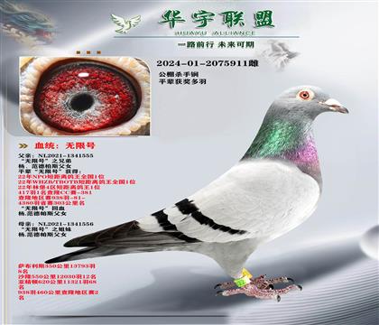 杨范德帕斯 无限号 之兄弟X无限号 之姊妹 金姆