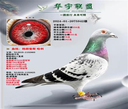 杨胡曼斯 新哈利直子X哈利直孙女