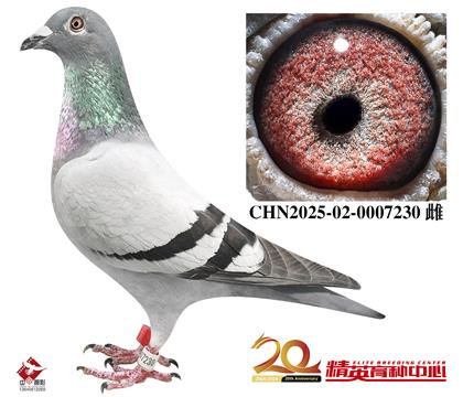 �Ǳ��������롰�����ǡ����׻�Ѫ