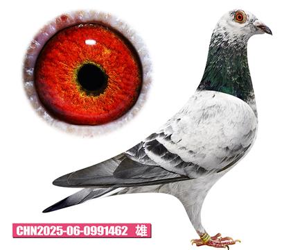 ���ǲ�����-��ʯ�к�462