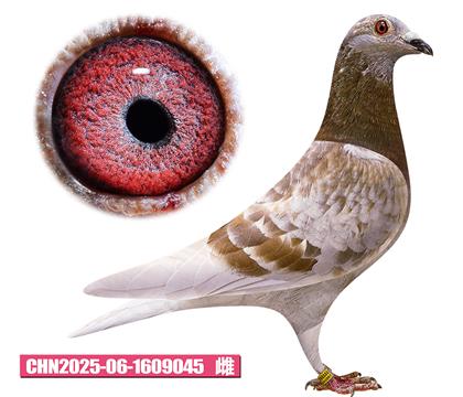 ��������-�ú����045