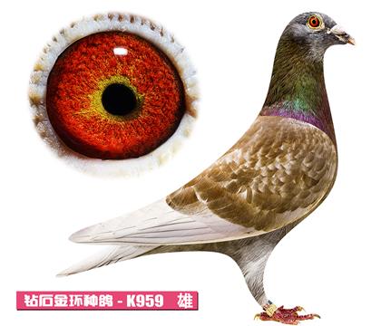 ���ǲ���-�º��K959
