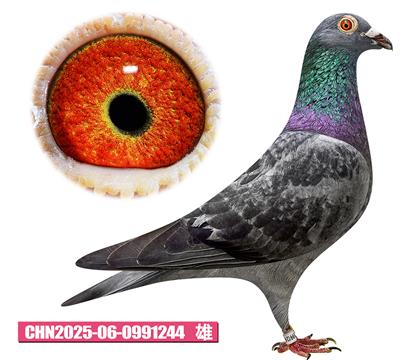 凡德帕斯-路易号244
