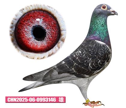 佛卡门-潘特先生146