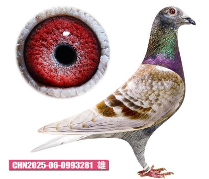 范登布克-好红号281