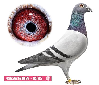 噶斯顿-金姆小姐A595