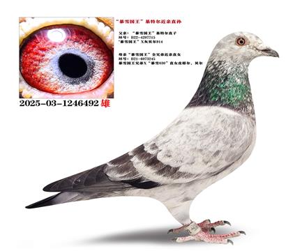 ����ѩ���������ض�ֱ��X����ѩ�������ֵ�ֱŮ