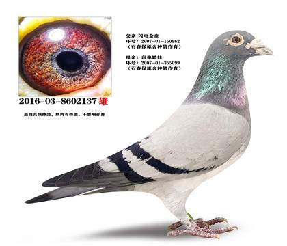 ʯ����ɣ��ʿ�����罿�ޡ�X���������ӡ�����
