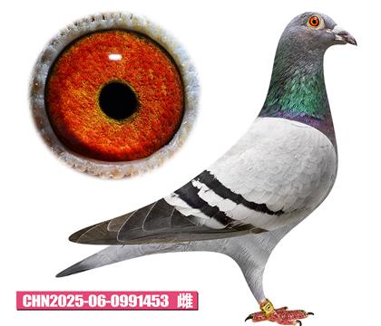 速霸龙-幸运女神453