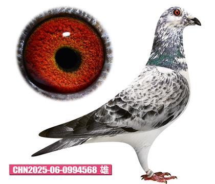 范登布兰德-钻石号568