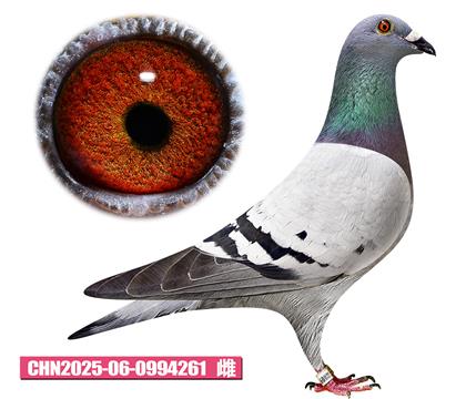 盖比-鲁道佳人261