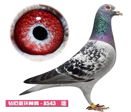 利奥-奥林匹克A543