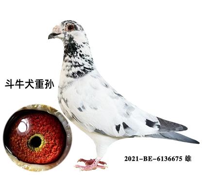 斗牛犬血系