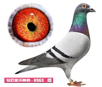 ��˹��-��ķ����K963