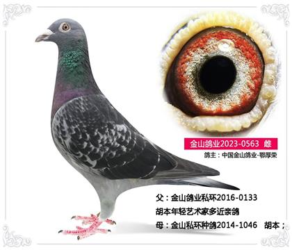 中国金山鸽业-鄂厚荣----胡本563 雌