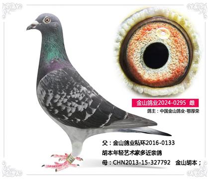 中国金山鸽业-鄂厚荣---胡本295 雌