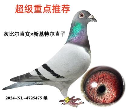 拿命推荐新基特尔直子配灰比尔直女