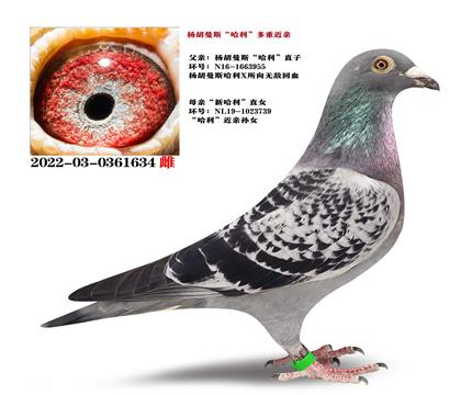 �Ƽ��������˹������������ֱ��