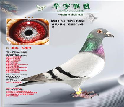 杨范德帕斯 无限号 外孙