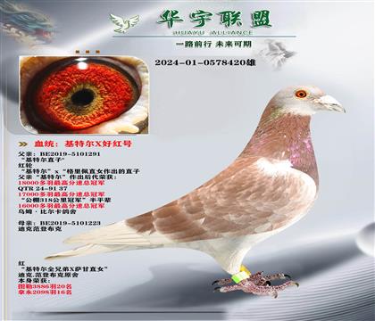 迪克范登布克 基特尔直子X好红号直孙女
