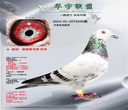 雷德曼 好花 直孙X直孙女